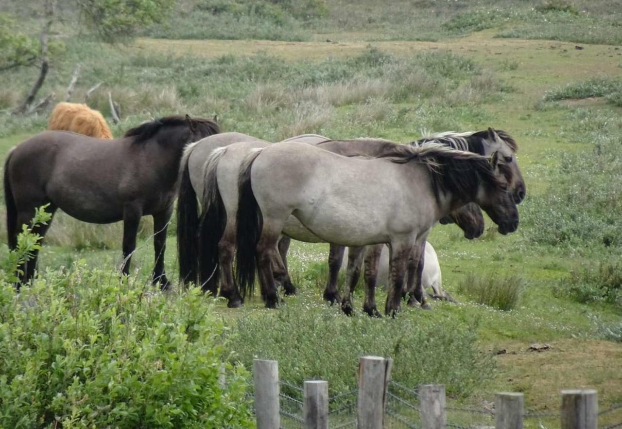 Willa Prachtige Woning Aan De Duinen Den Helder Zewnętrze zdjęcie